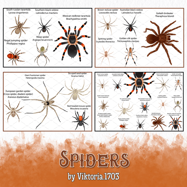 Watercolor Spider Clipart Print Png Masterbundles