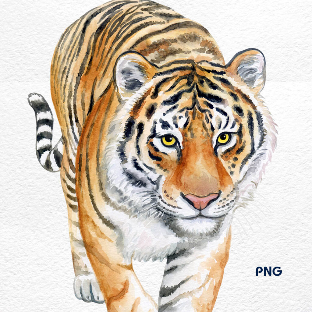 Tiger Clipart Watercolor Masterbundles