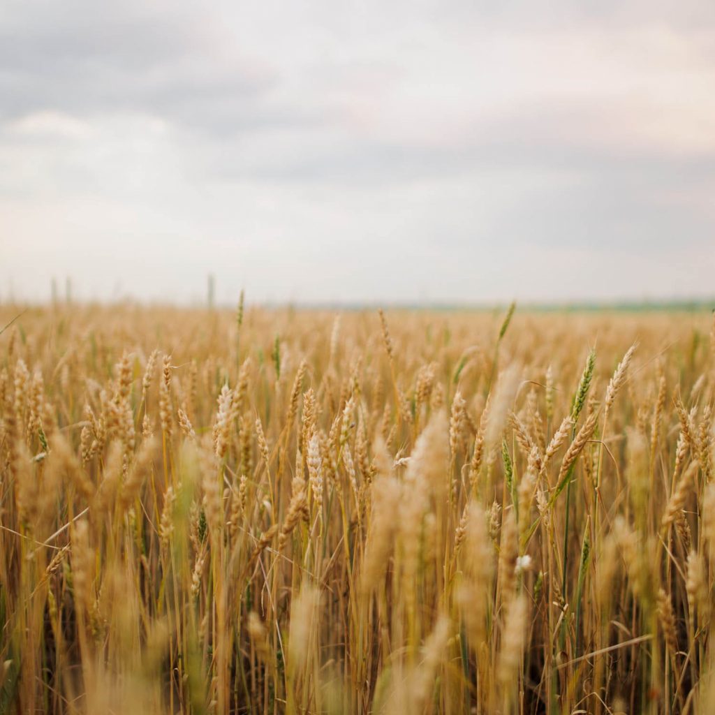 Wheat Photo Hd Stock Wheat Picture Masterbundles