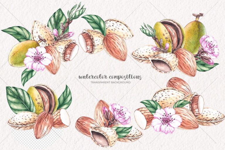 Watercolor Almond Watercolor Clipart Png Masterbundles