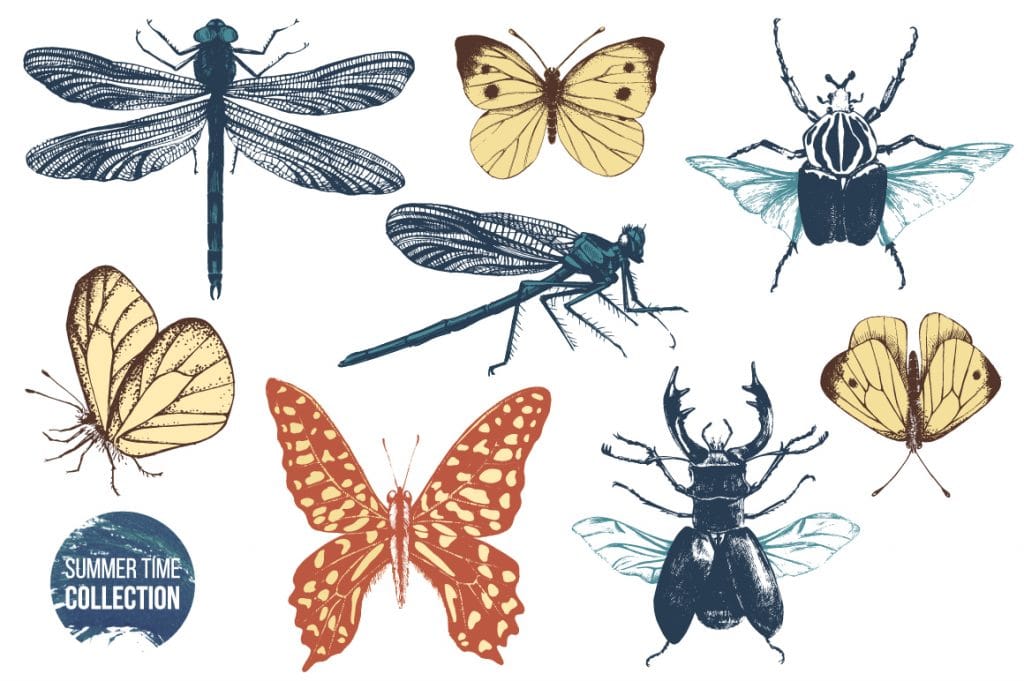 Butterfly Clipart