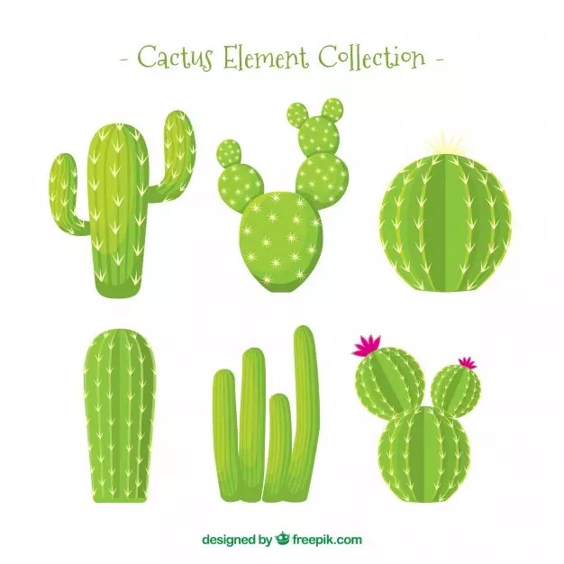 Cactus Element Collection. Cactus clipart.