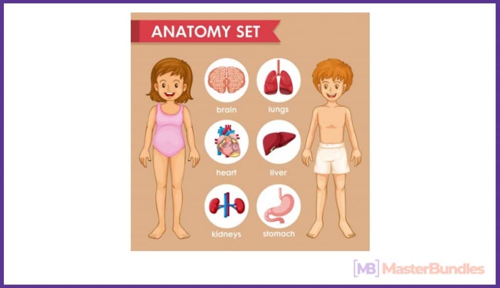 This infographic illustrates human anatomical features.