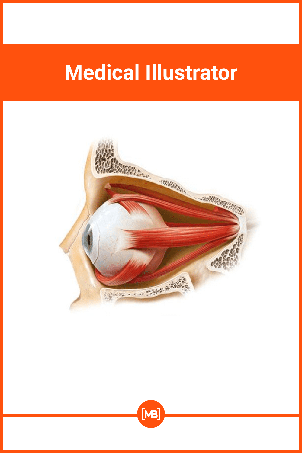 Specific medical illustration on eye.