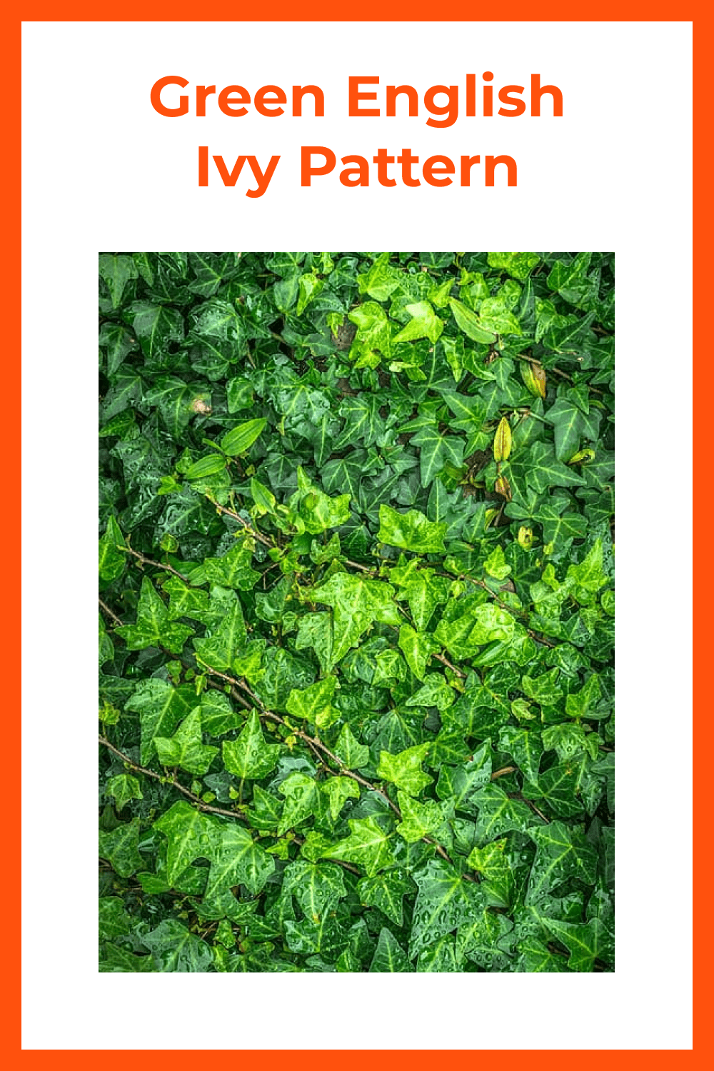 Naturally ivy leaves.