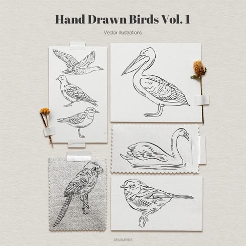 Hand Drawn Birds Vector Illustrations Vol.1 main cover.