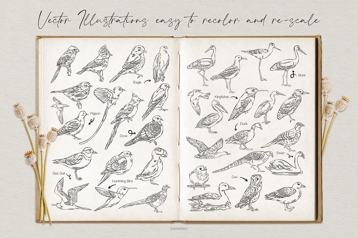 Vintage book with a description of the species of birds.