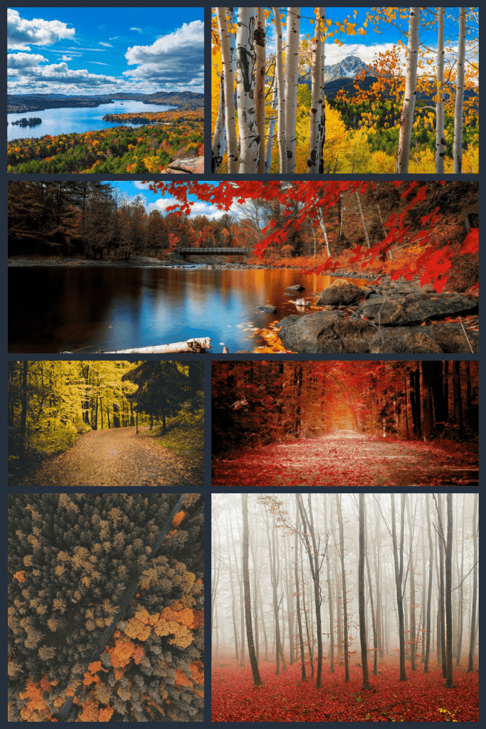 10+ Best Fall Wallpapers for 2021: Free and Premium - Master Bundles