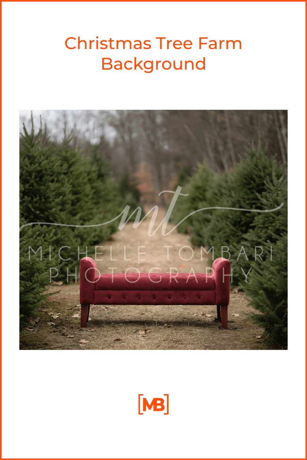 pink sofa on the path between the rows of Christmas trees.