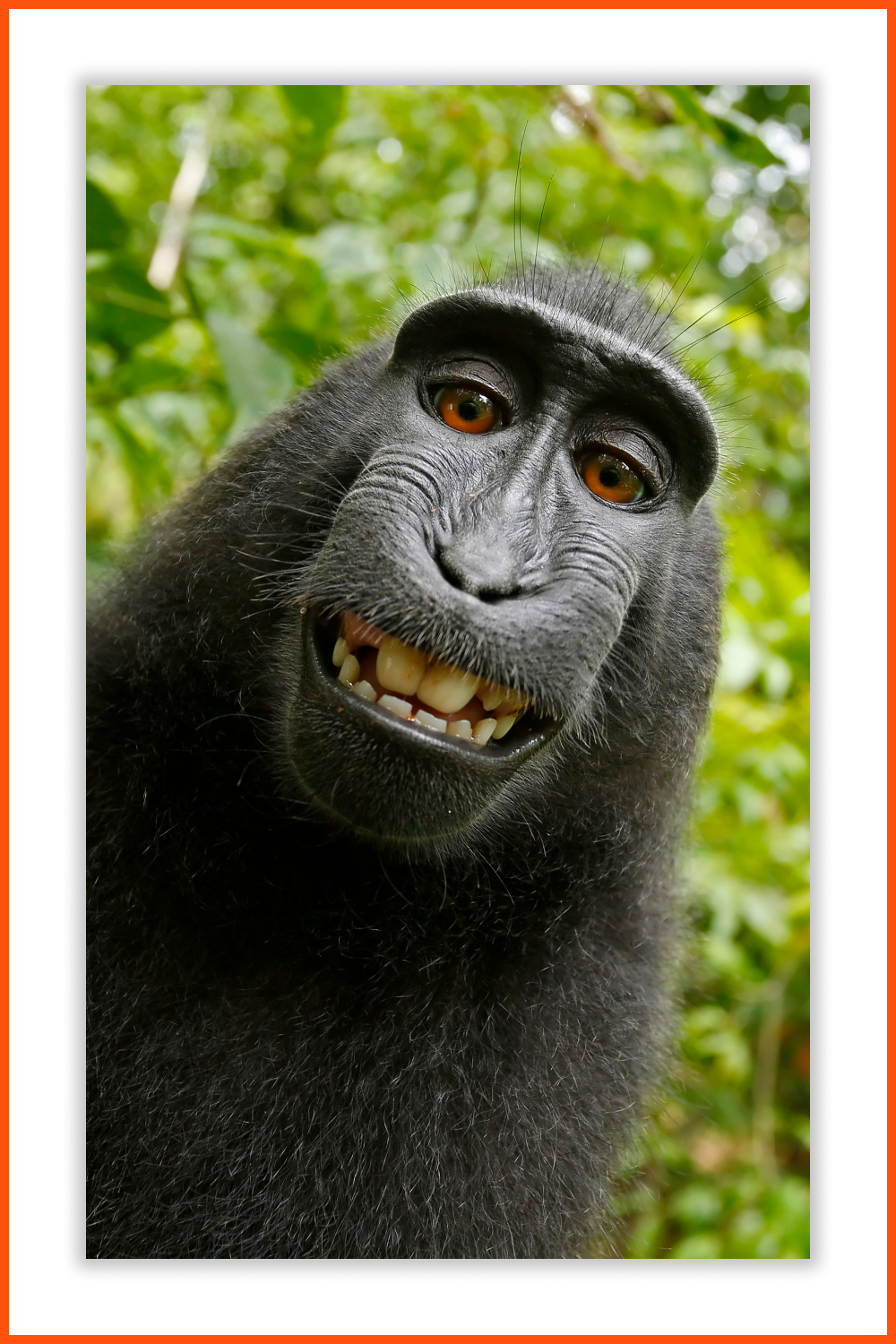 Face of black smiling monkey.