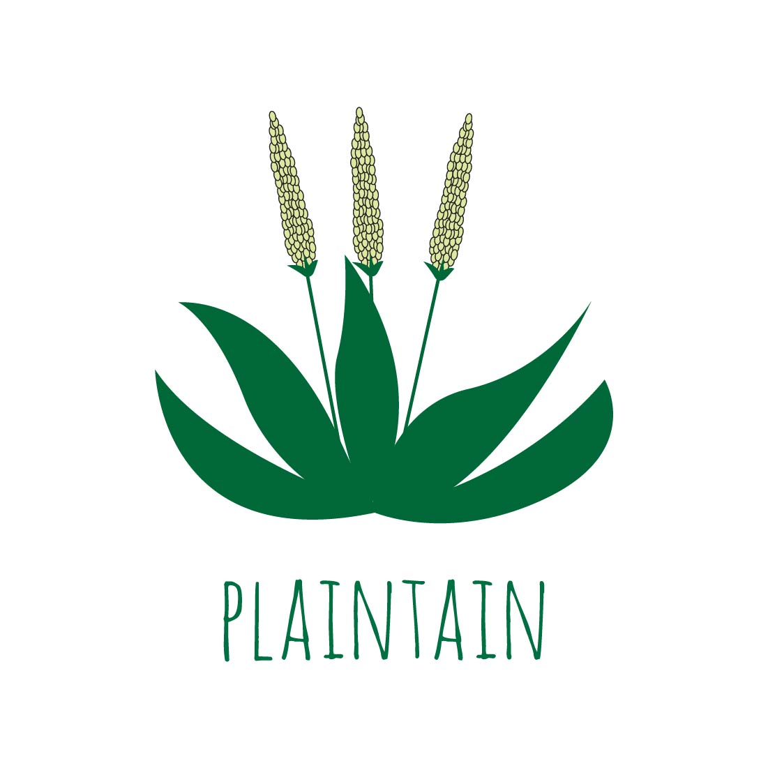 Herb Plant Vector Illustration plainiain.
