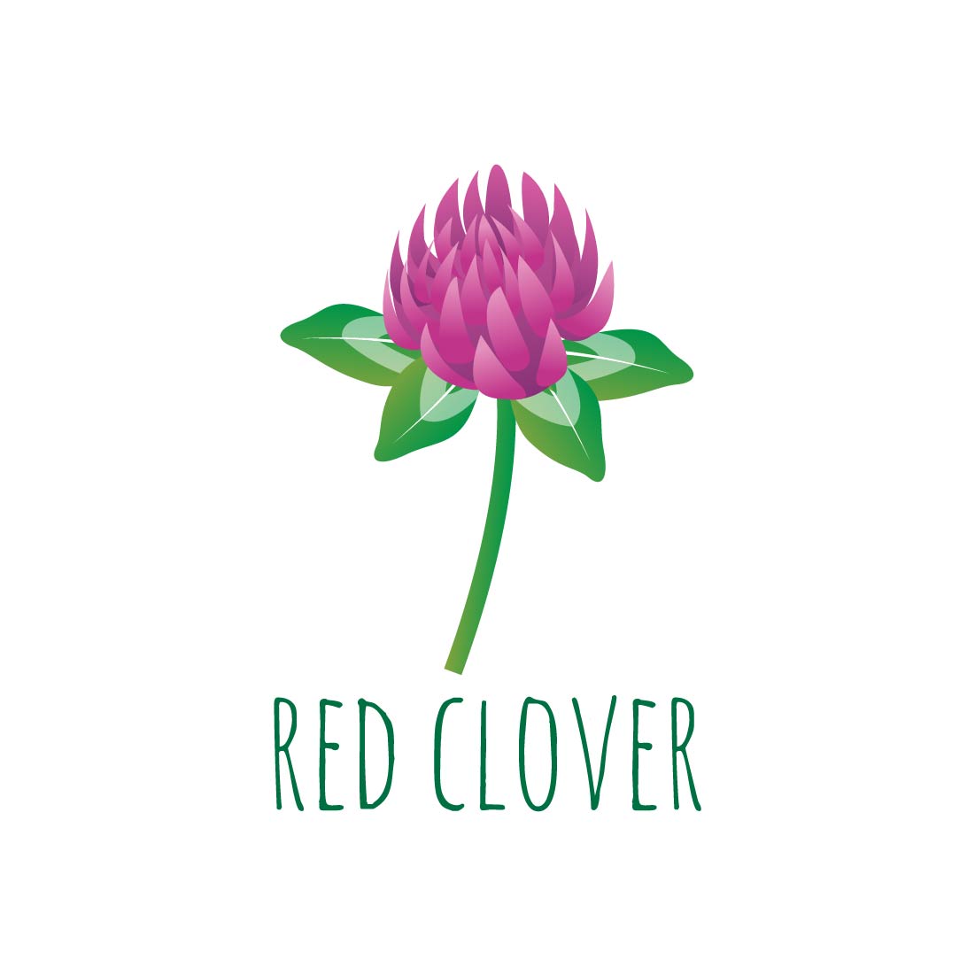 Herb Plant Vector Illustration red clover.