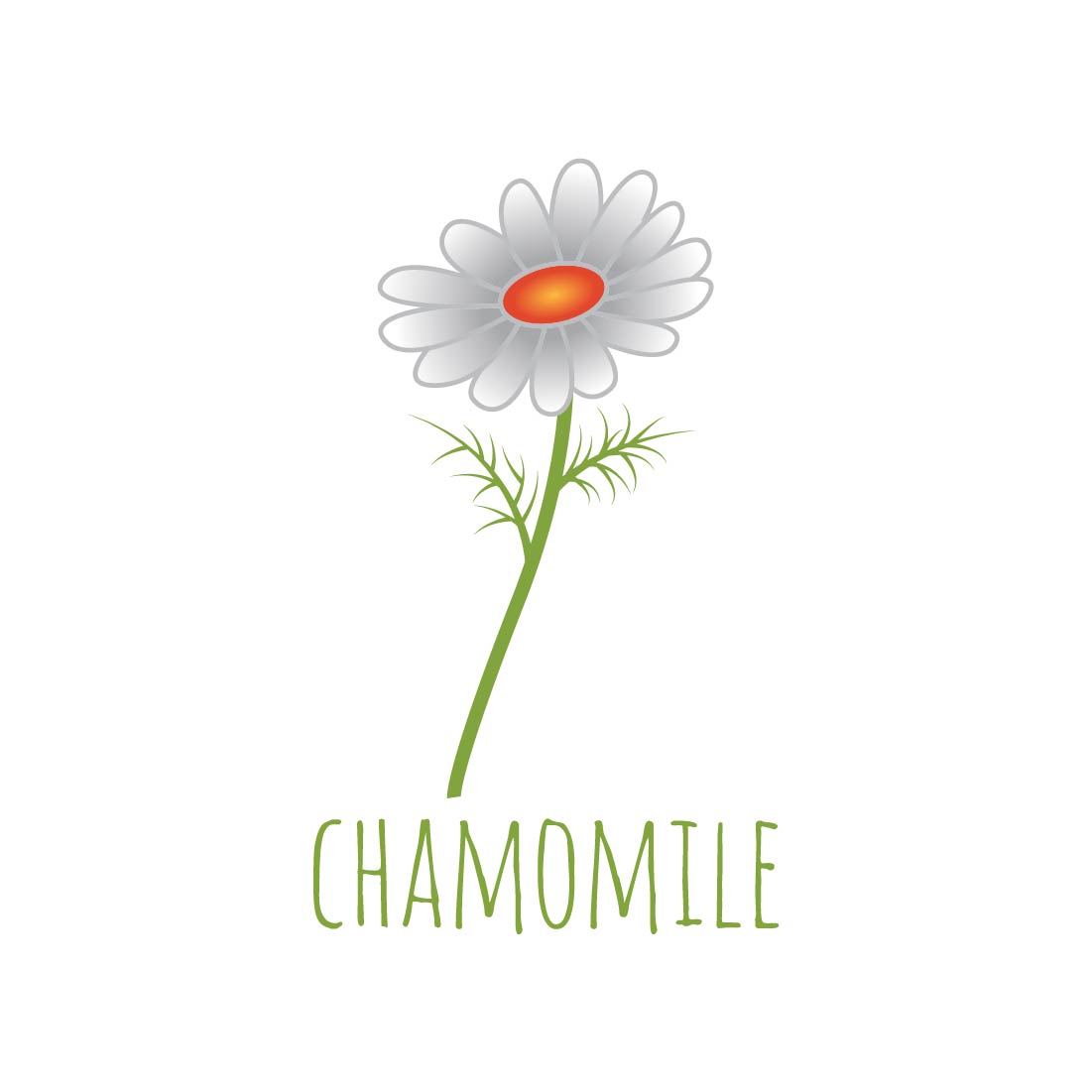 Herb Plant Vector Illustration chamomile.
