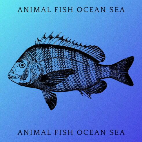 Animal Fish Ocean Sea - Colorful Image.