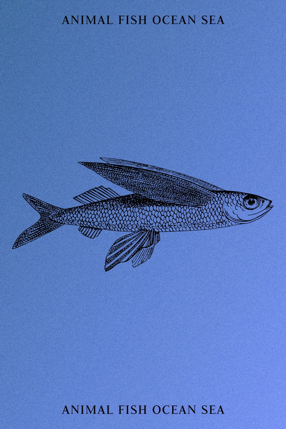 Animal Fish Ocean Sea - Pinterest Image.