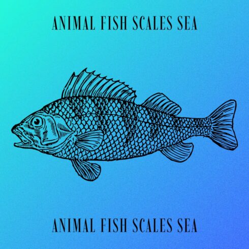 Animal Fish Scales Sea - Blue Colorful Image.