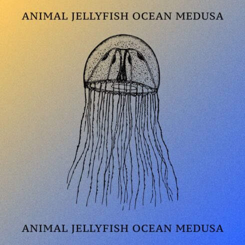 Animal Jellyfish Ocean Medusa - Colorful Example.
