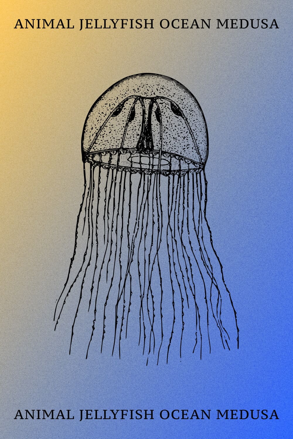 Animal Jellyfish Ocean Medusa - Pinterest Image.