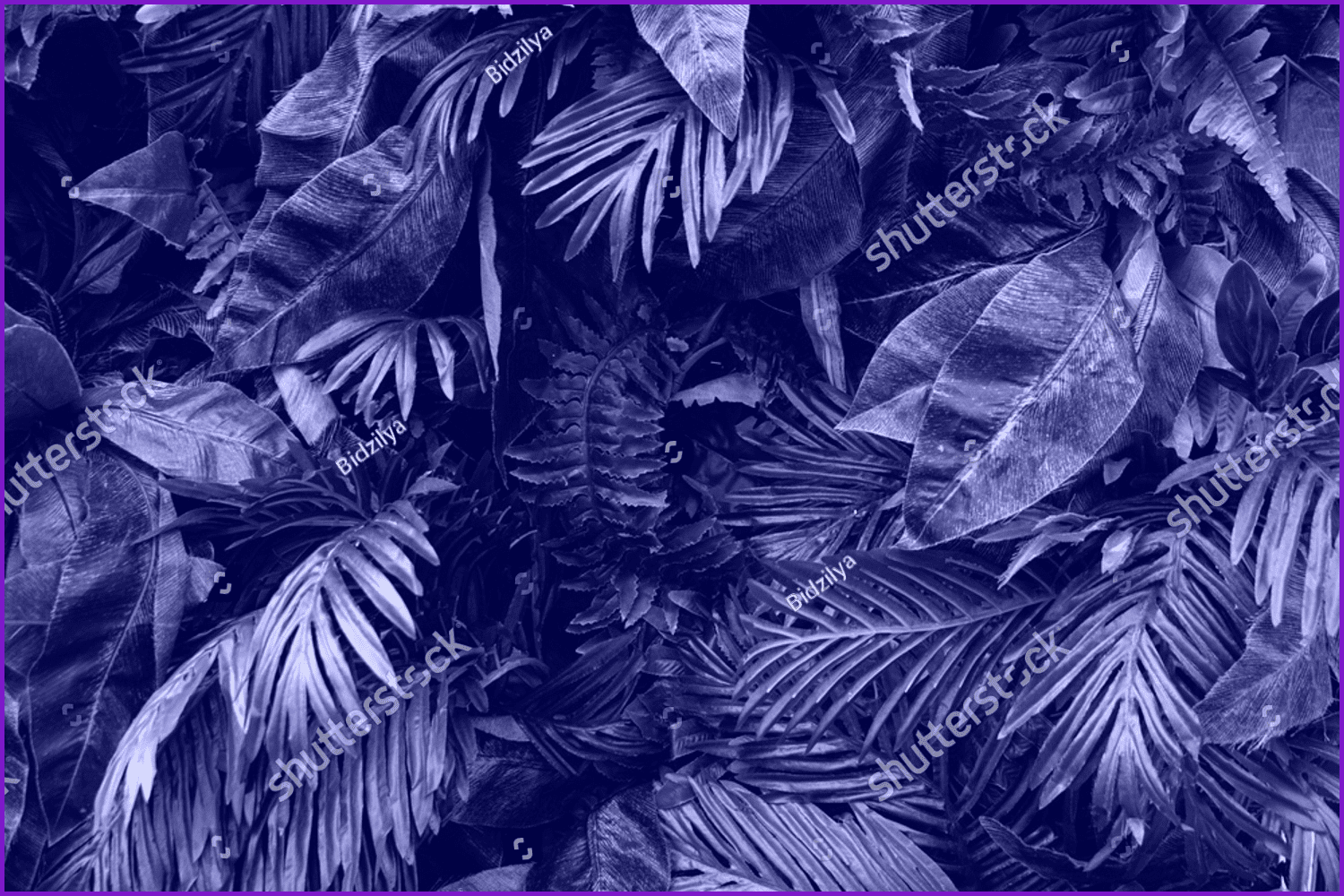 Background from tropical leafs colored in trendy violet color.