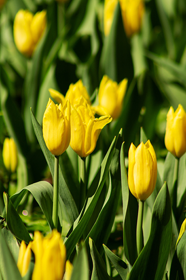 Vertical and Horizontal Photos of Tulips