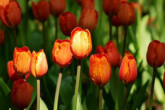 Vertical and Horizontal Photos of Tulips