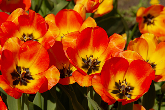 Vertical and Horizontal Photos of Tulips