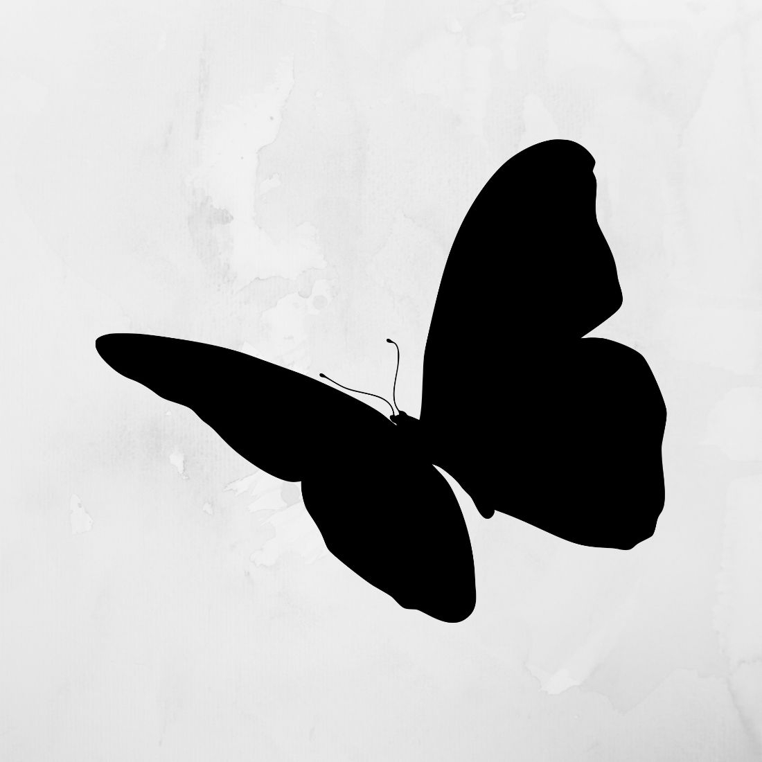 Black and white photo of a butterfly.