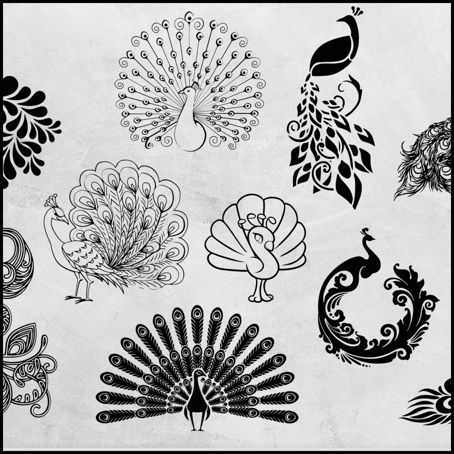 peacock feather svg cover.