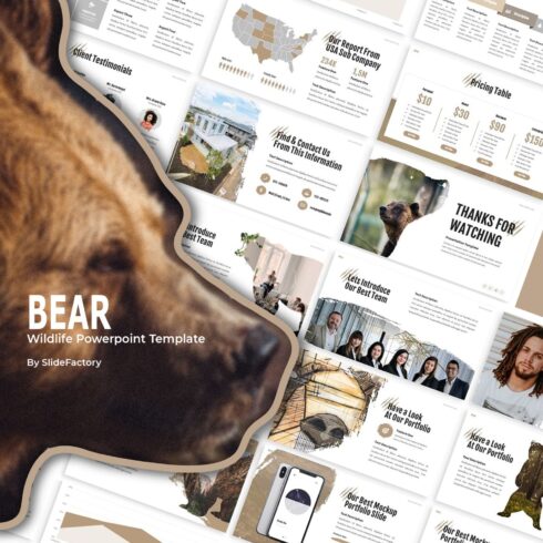 This is a modern & clean Powerpoint template with a bear as a theme for picture placeholder.