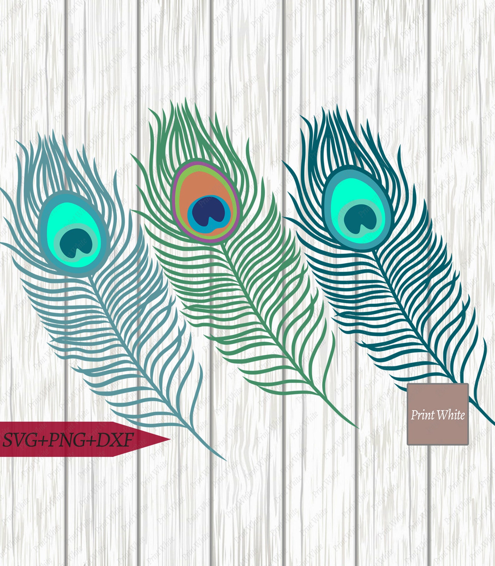Peacock Feather SVG.