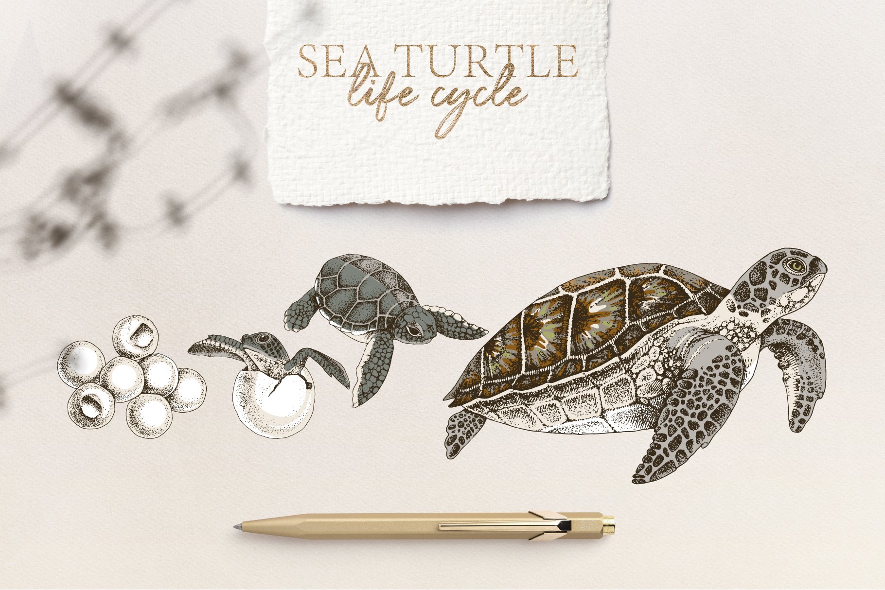 Sea Turtle Life Cycle.