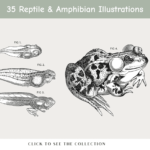 35 Reptile & Amphibian Illustrations.
