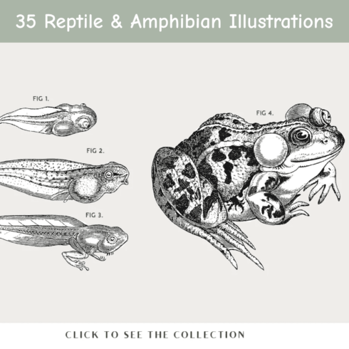 35 Reptile & Amphibian Illustrations.