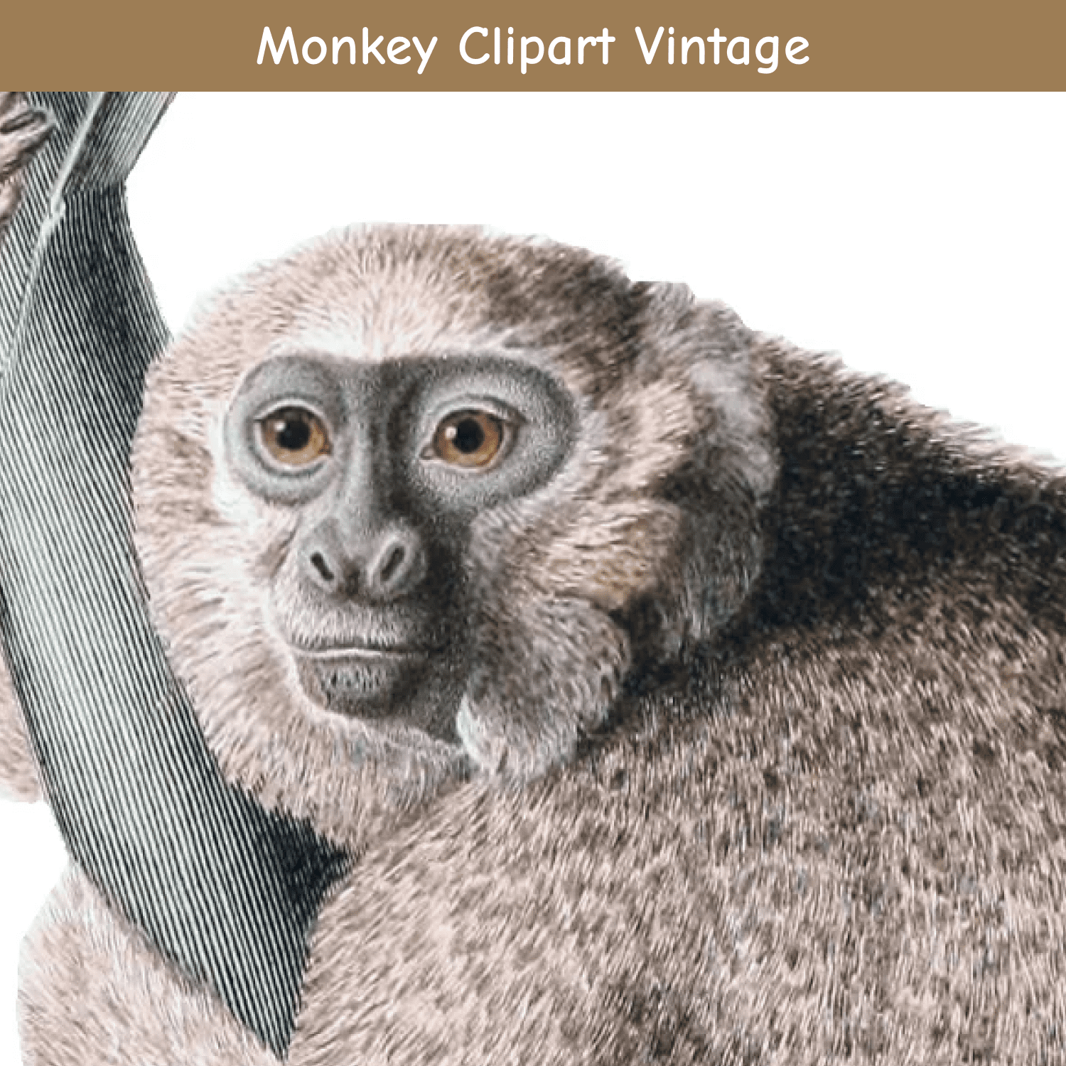Save Monkey Clipart Vintage cover.