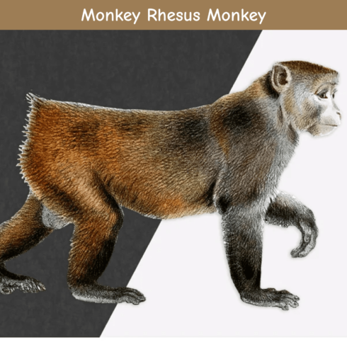 Monkey Rhesus Monkey.