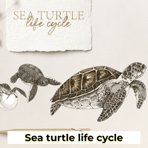 Sea turtle life cycle.