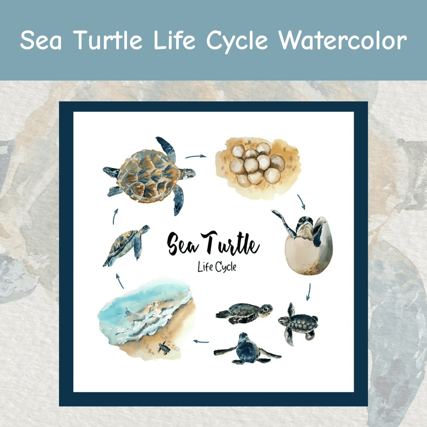 Save Sea Turtle Life Cycle Watercolor cover.