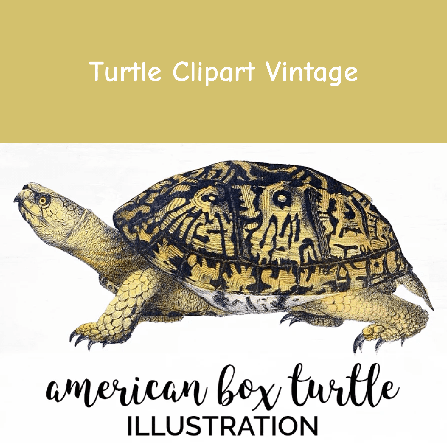 Turtle Clipart Vintage cover.