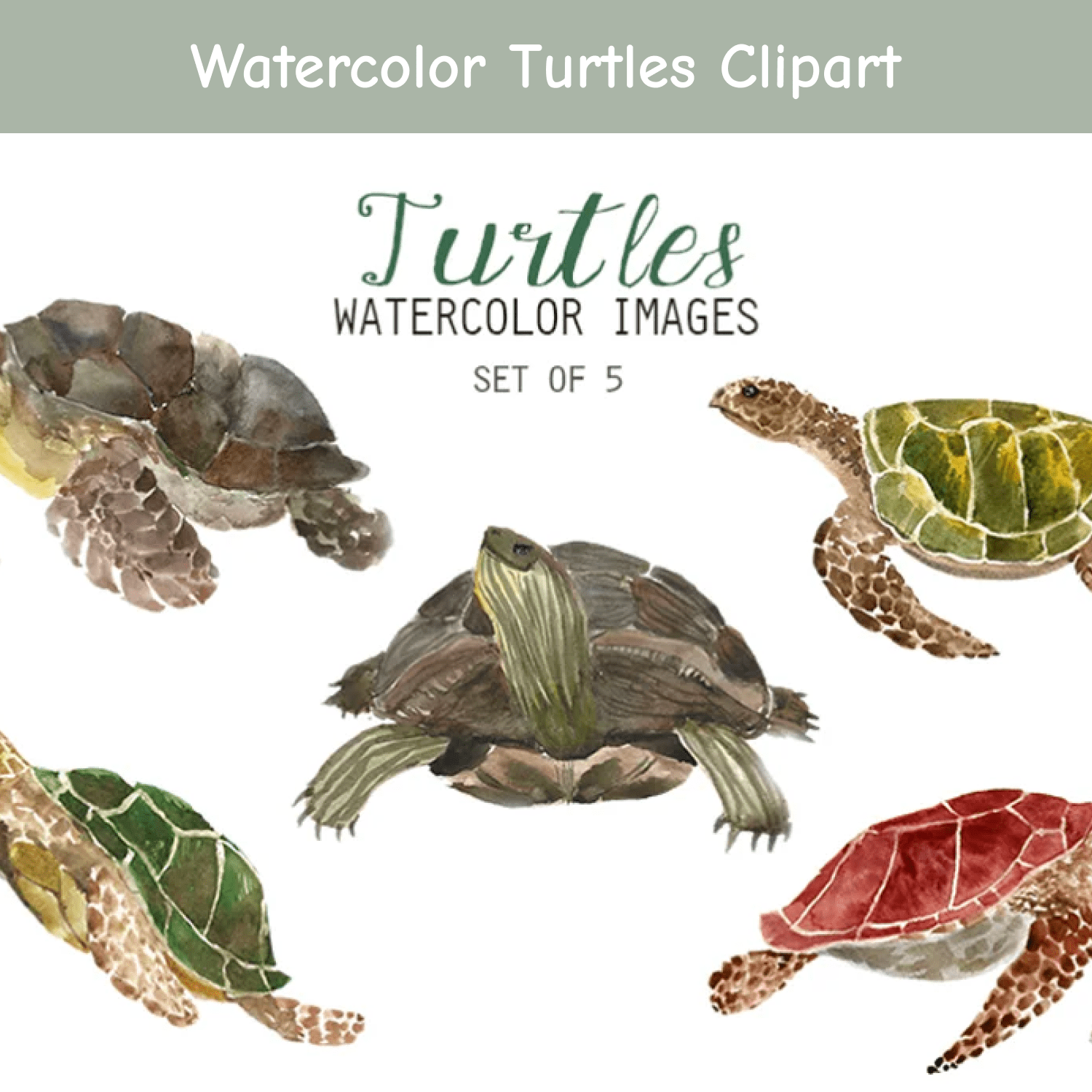 Watercolor Turtles Clipart.