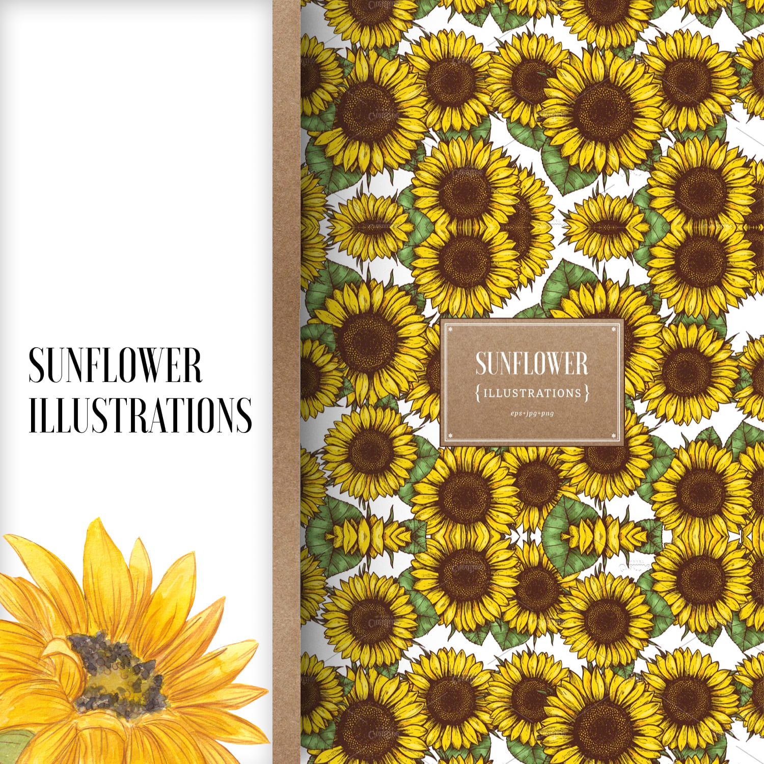 Sunflower illustrations.