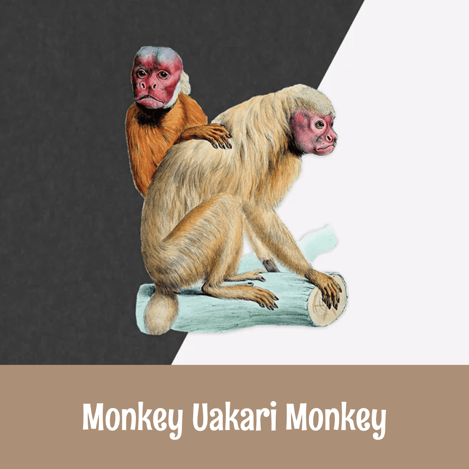 Monkey Uakari Monkey.