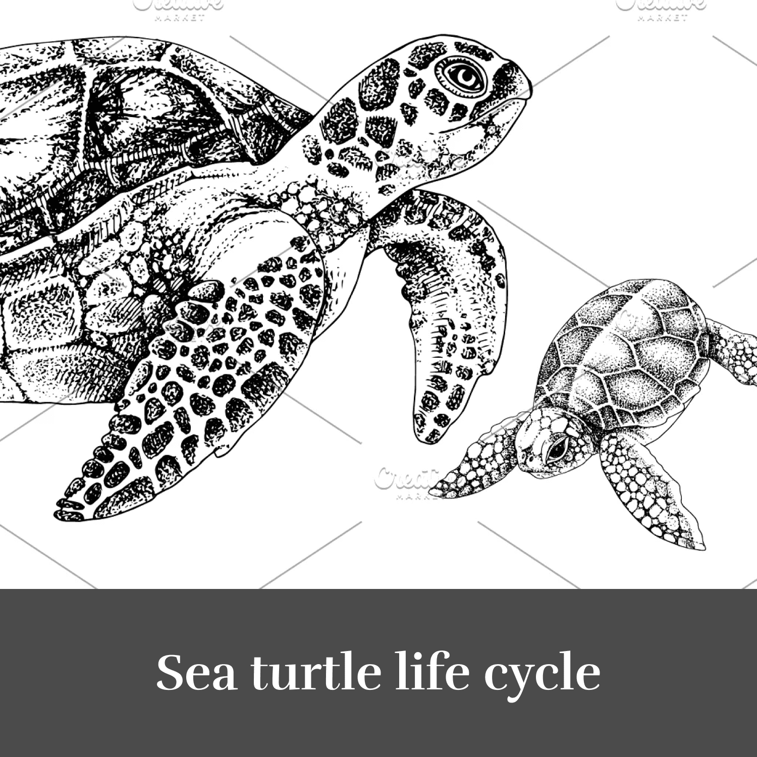Sea turtle life cycle cover.