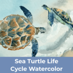 Save Sea Turtle Life Cycle Watercolor.