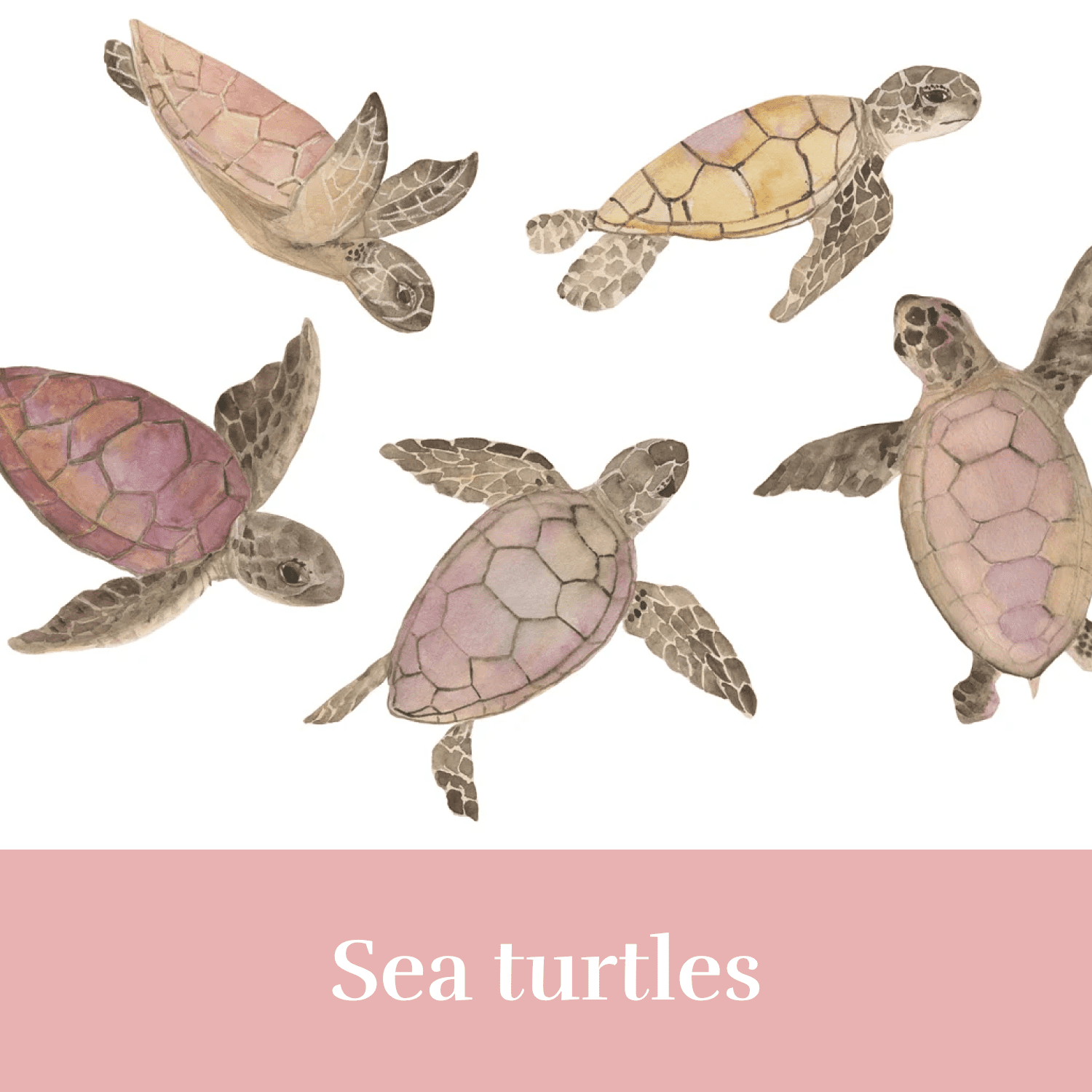 Sea turtles cover.