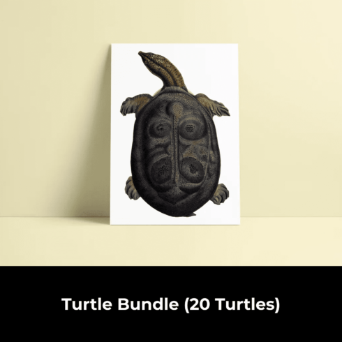 Turtle Bundle (20 Turtles).