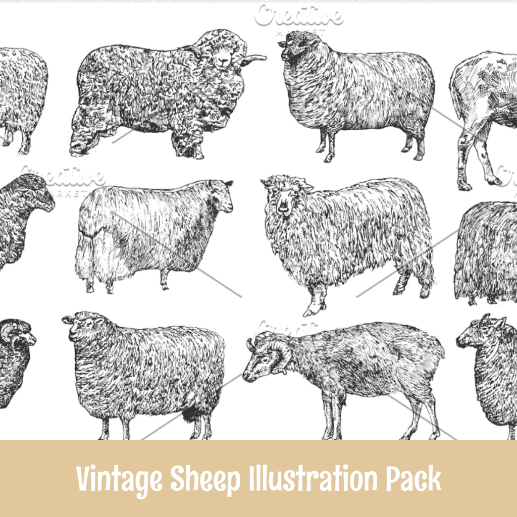 Vintage Sheep Illustration Pack – MasterBundles