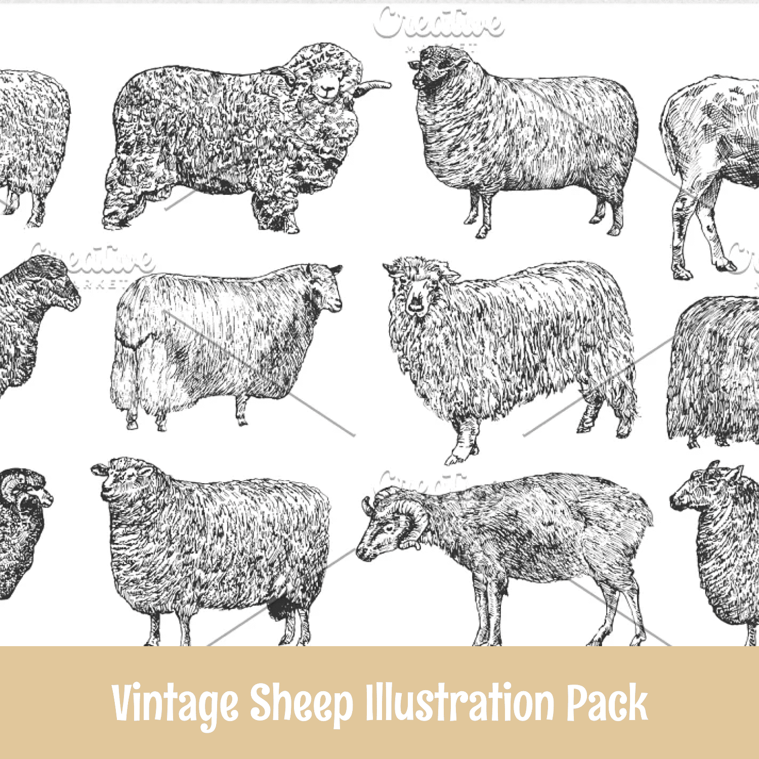 Save Vintage Sheep Illustration Pack.