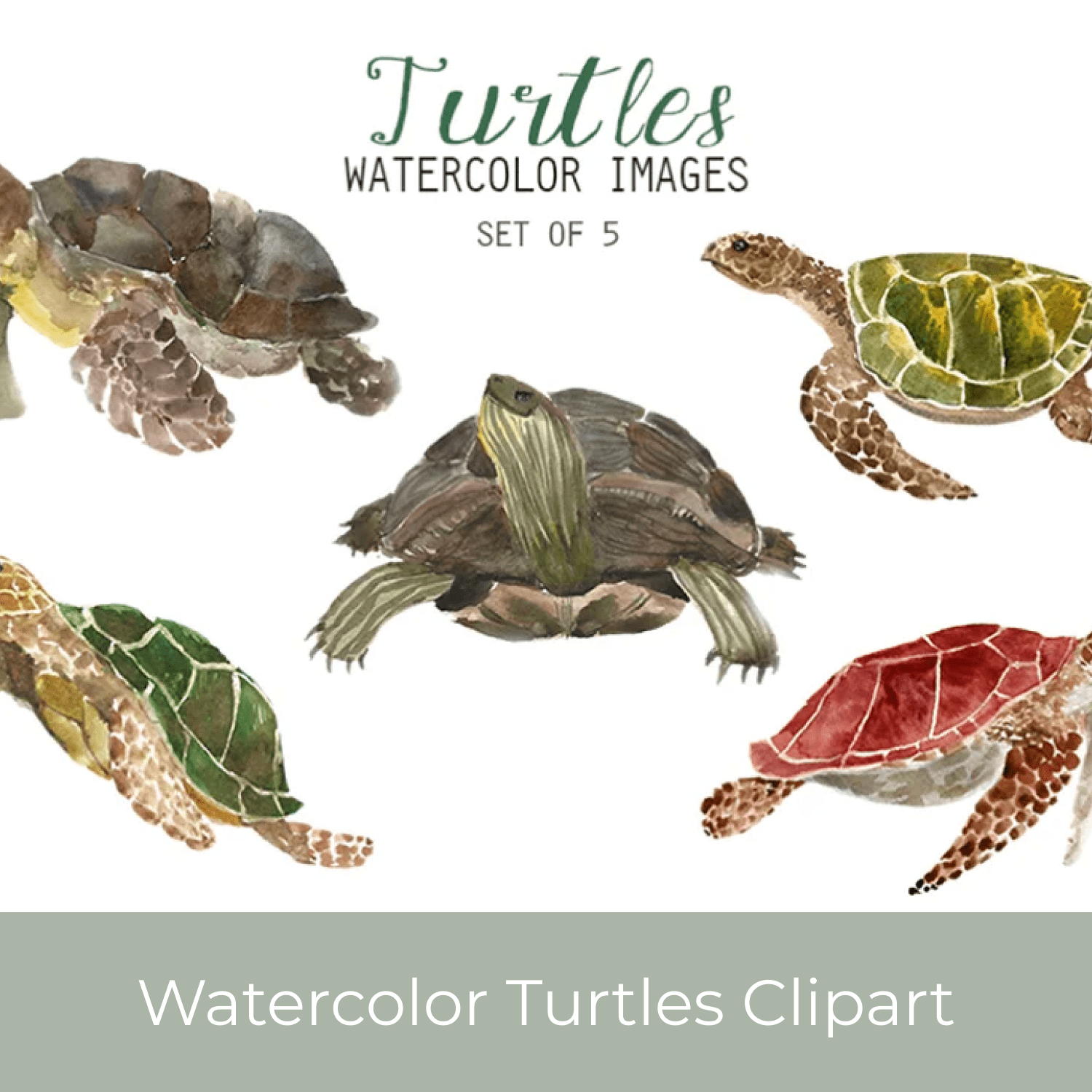 Watercolor Turtles Clipart cover.