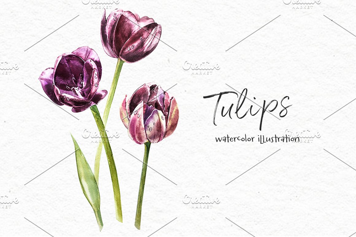 Tulips Flowers.