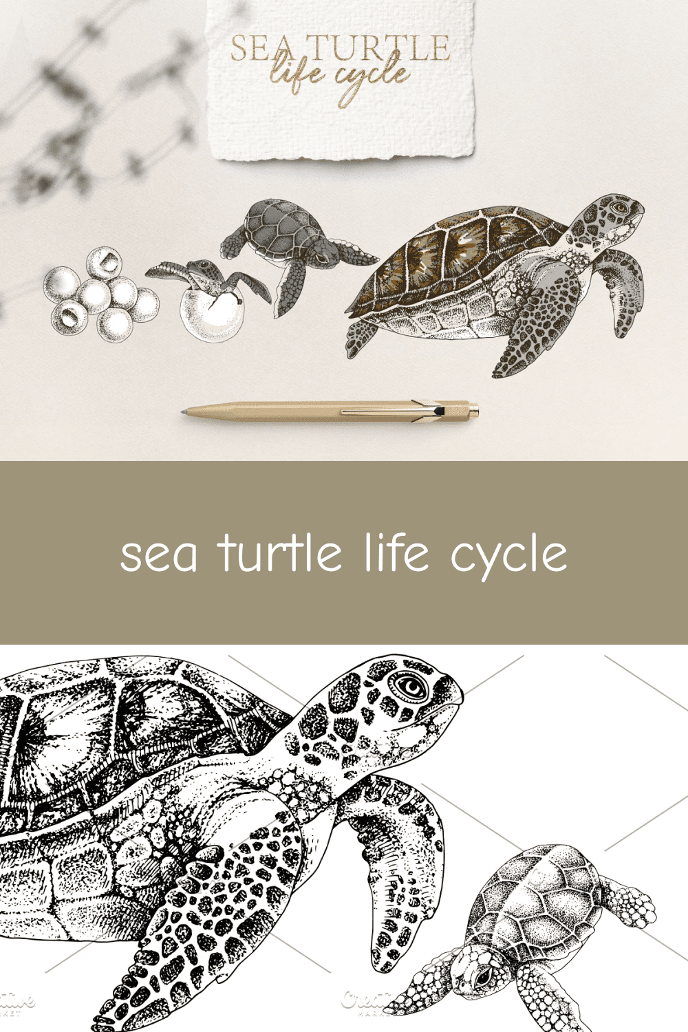 03 sea turtle life cycle pinterest